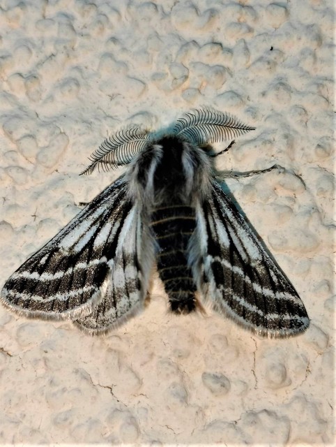 Lycia zonaria - öves tavasziaraszoló