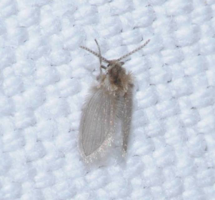 Psychoda