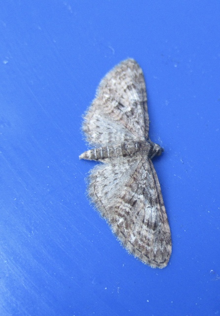 Eupithecia abbreviata - korai törpearaszoló