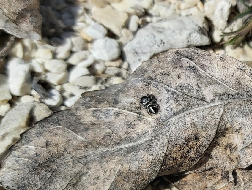Pellenes nigrociliatus - csigás ugrópók