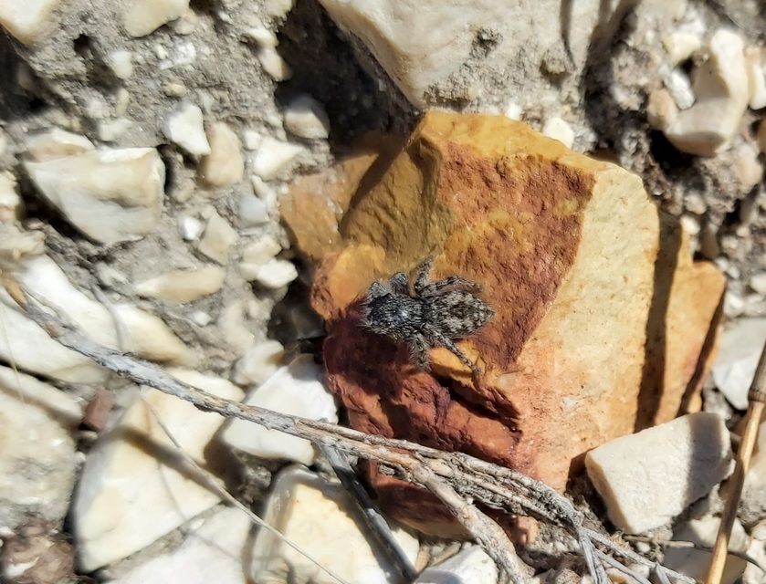 Philaeus chrysops - piros ugrópók