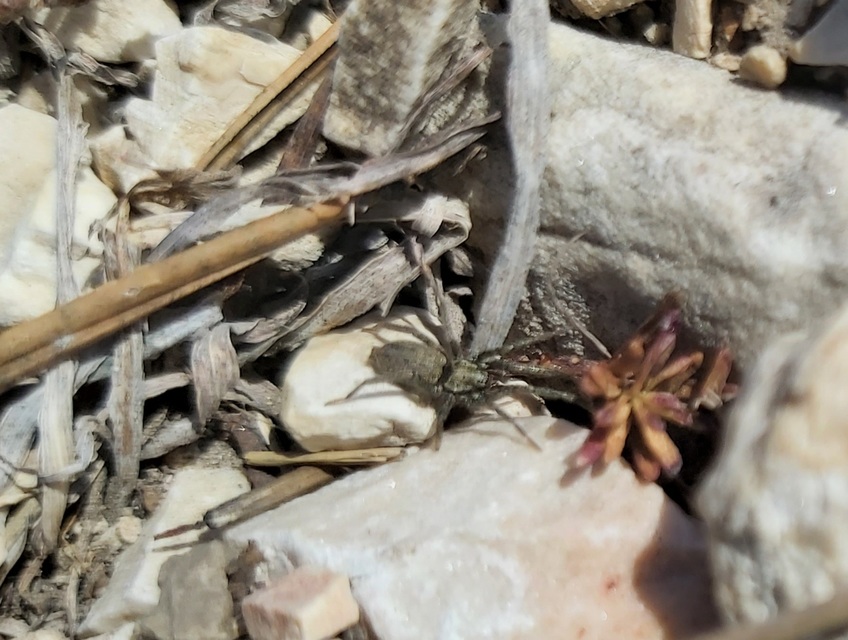 Nomisia exornata