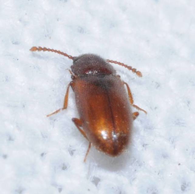 Cryptophagidae - penészbogárfélék