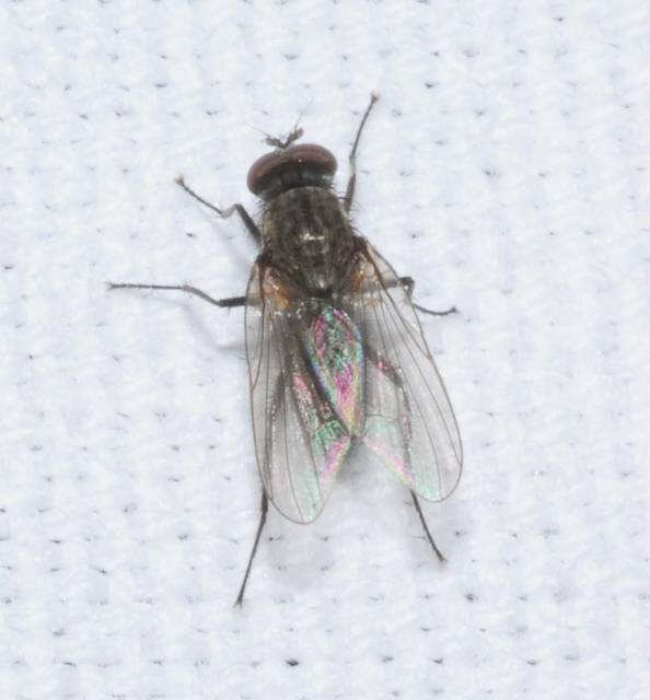 Anthomyiidae - viráglegyek