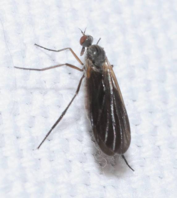 Rhamphomyia
