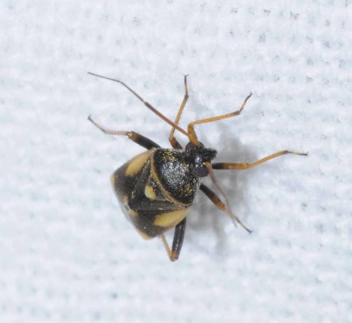 Polymerus Polymerus