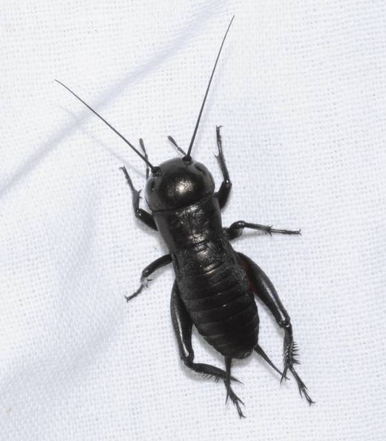 Gryllus campestris - mezei tücsök