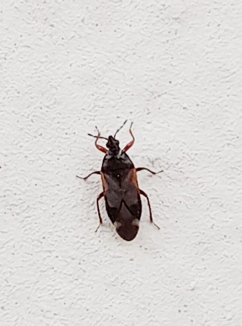 Anthocoris Anthocoris