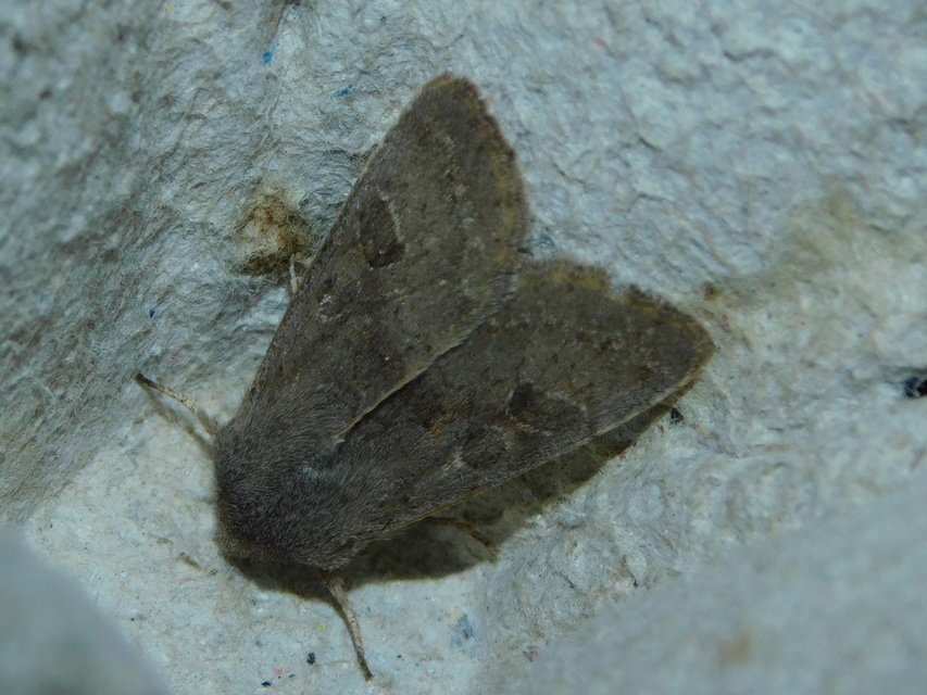 Orthosia populeti - nyárfa-barkabagoly