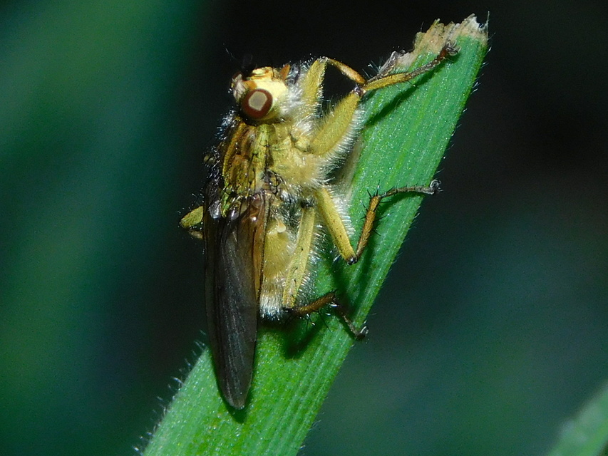 Scathophaga stercoraria - közönséges trágyalégy