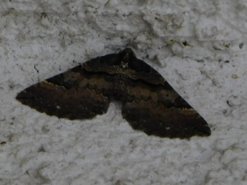 Earophila badiata - csipkerózsa-araszoló