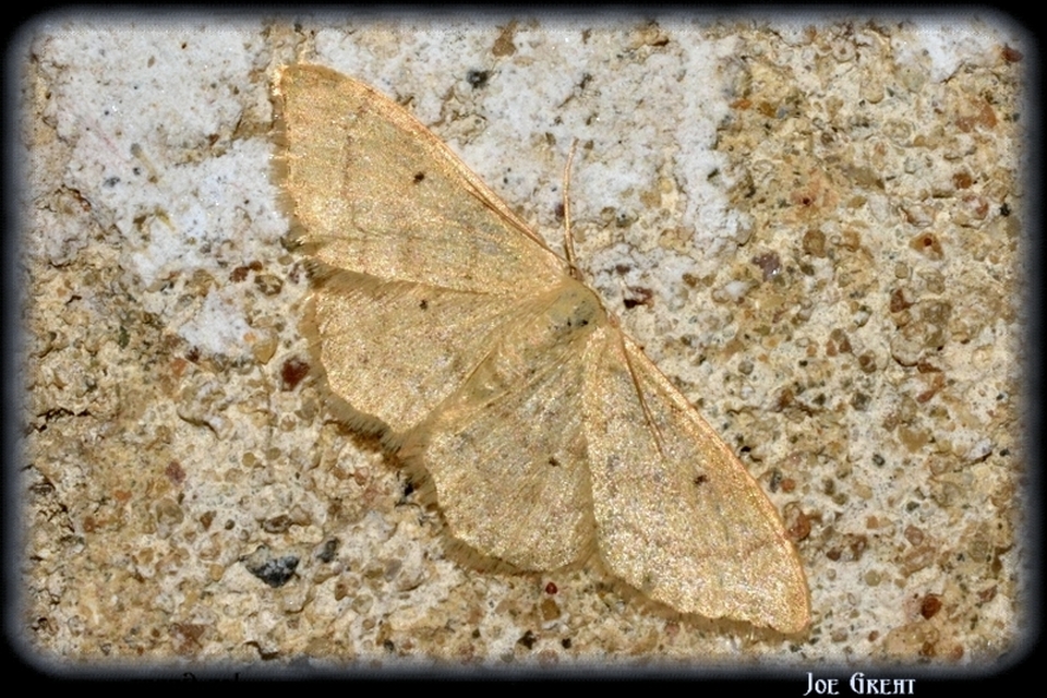 Idaea deversaria - egyszínű sávosaraszoló