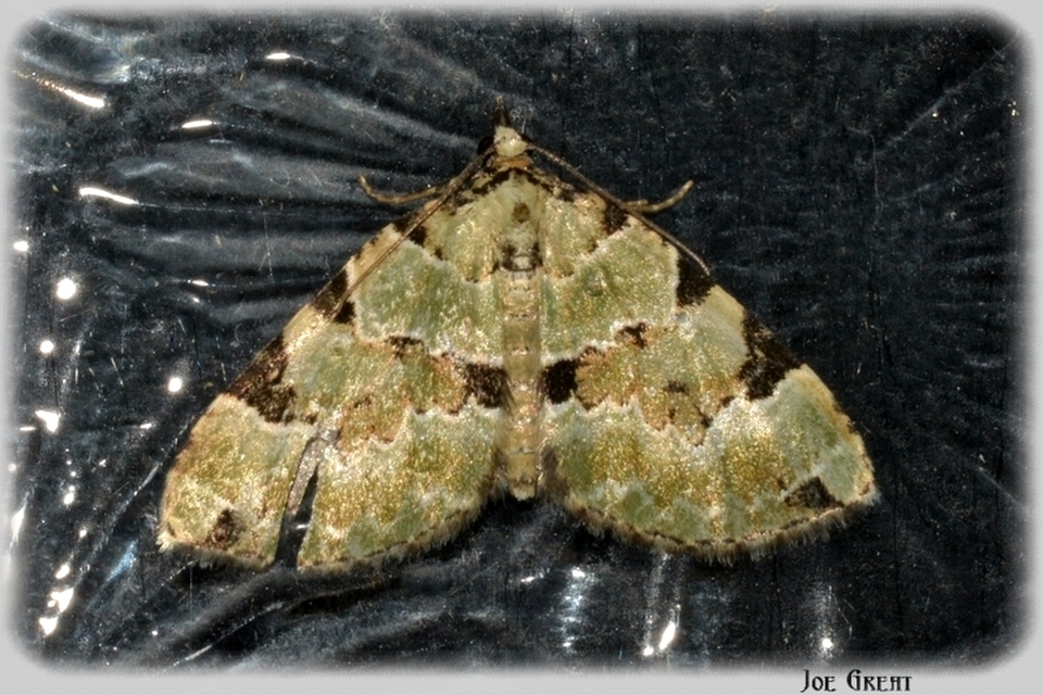 Colostygia pectinataria - zöld levélaraszoló