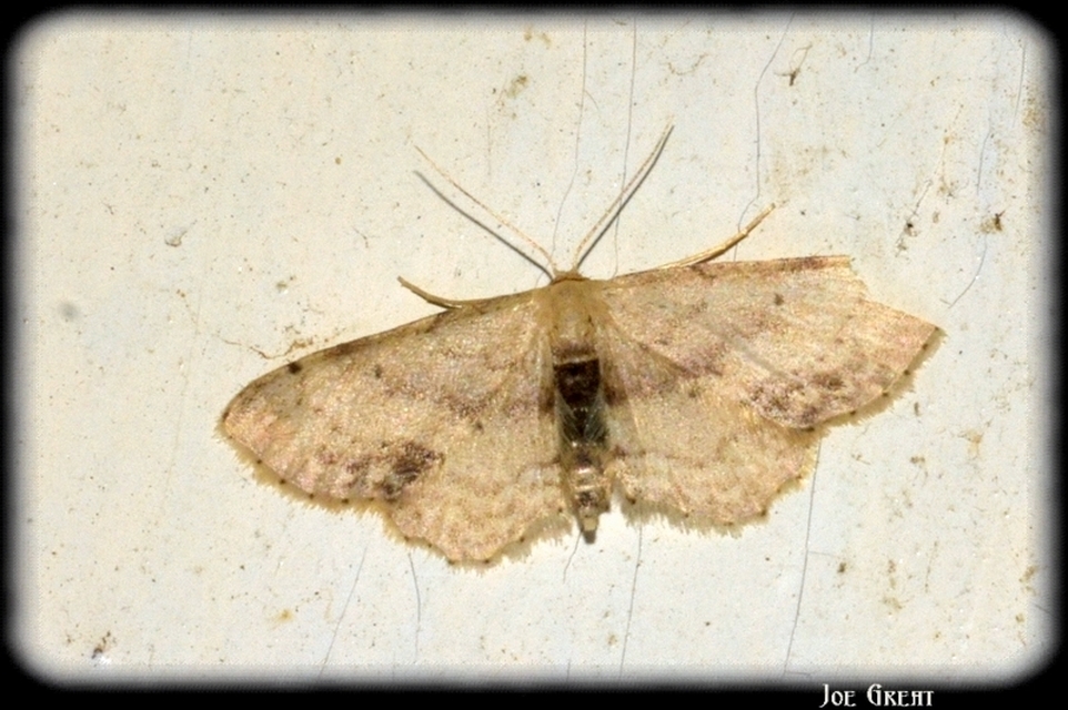Idaea dimidiata - gyakori apróaraszoló