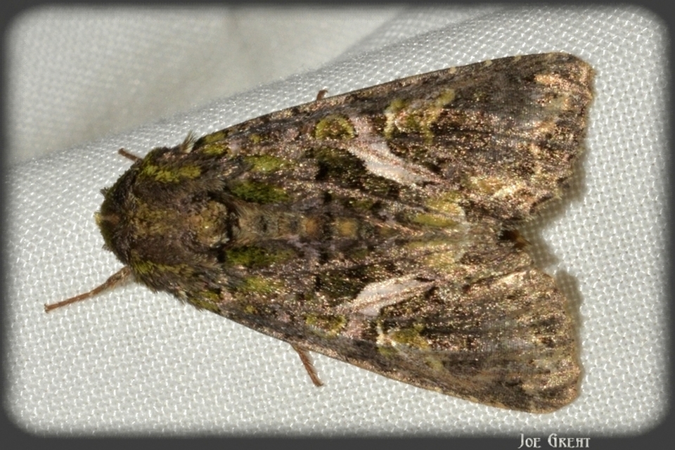 Trachea atriplicis - nyári zöldbagoly