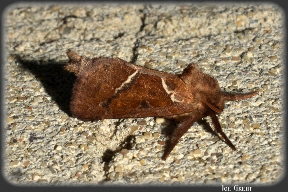 Triodia sylvina - kis gyökérrágólepke
