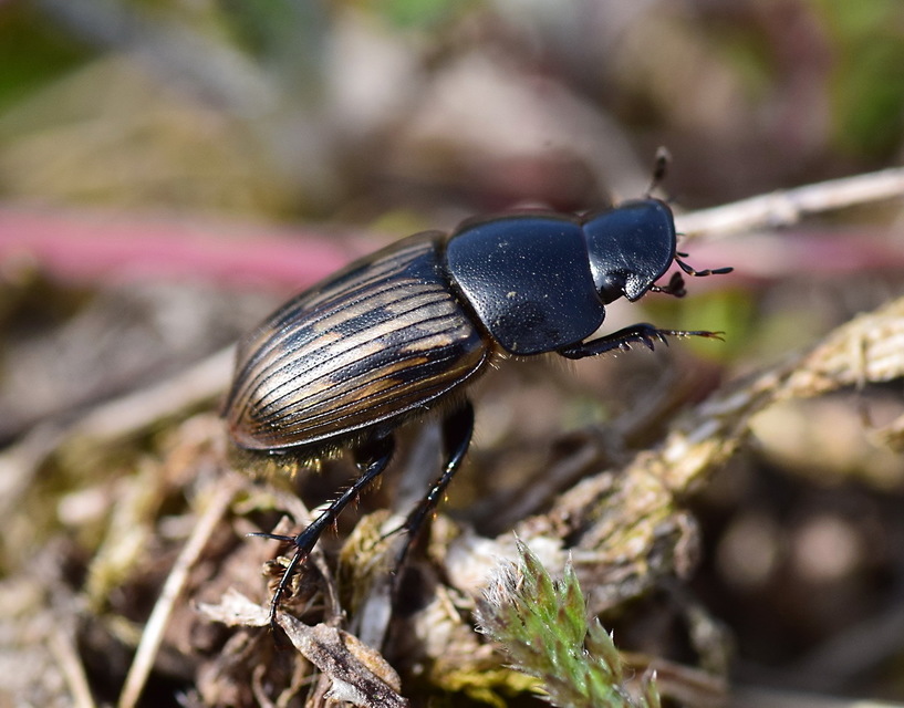 Aphodius luridus - tarka trágyabogár