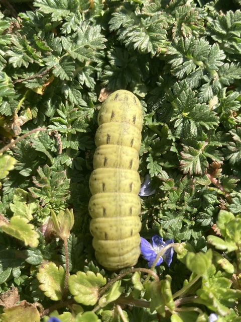 Noctua pronuba - nagy sárgafűbagoly
