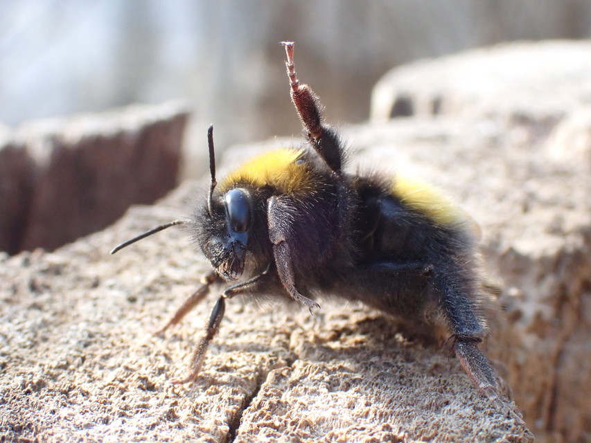 Bombus haematurus - mediterrán poszméh