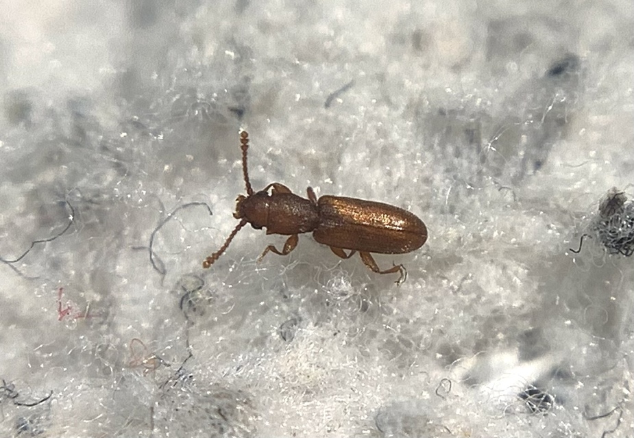 Silvanus unidentatus - rozsdás fogasnyakú-lapbogár