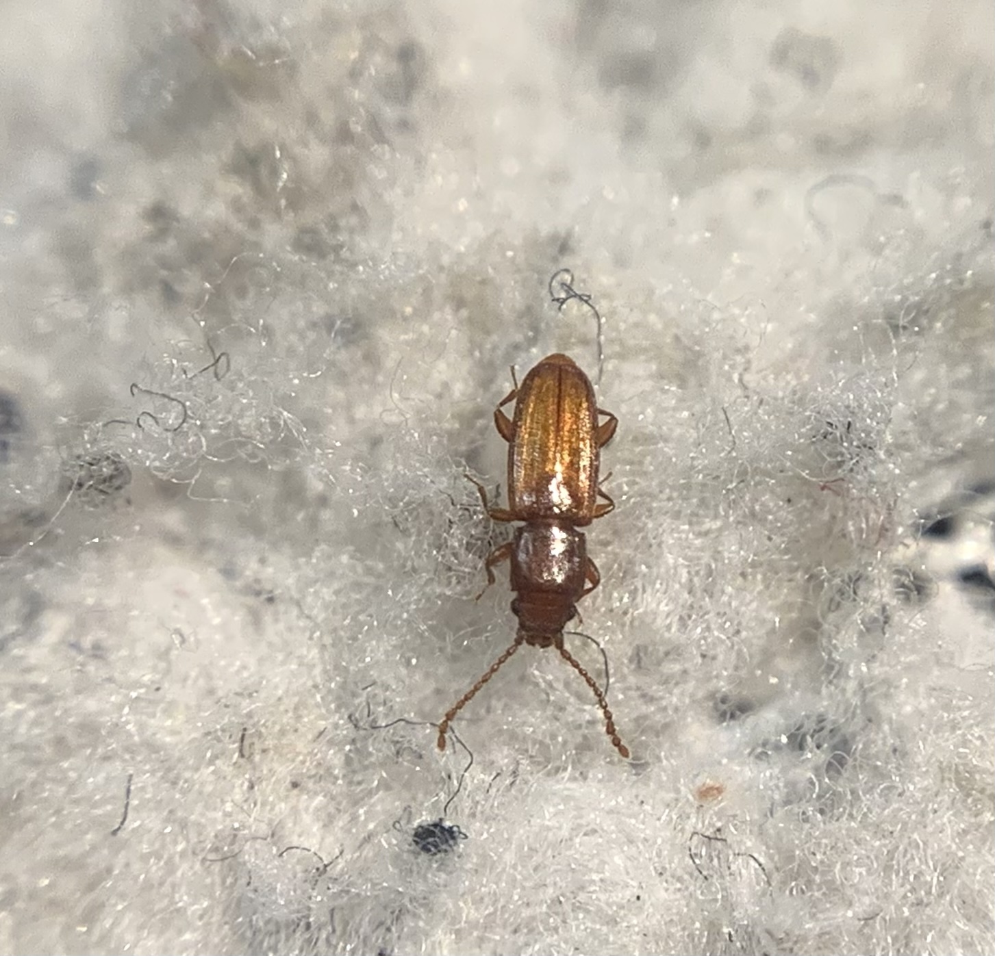 Placonotus testaceus - tölgy-szegélyeslapbogár