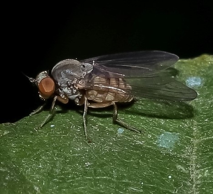 Platypezidae - kormoslegyek