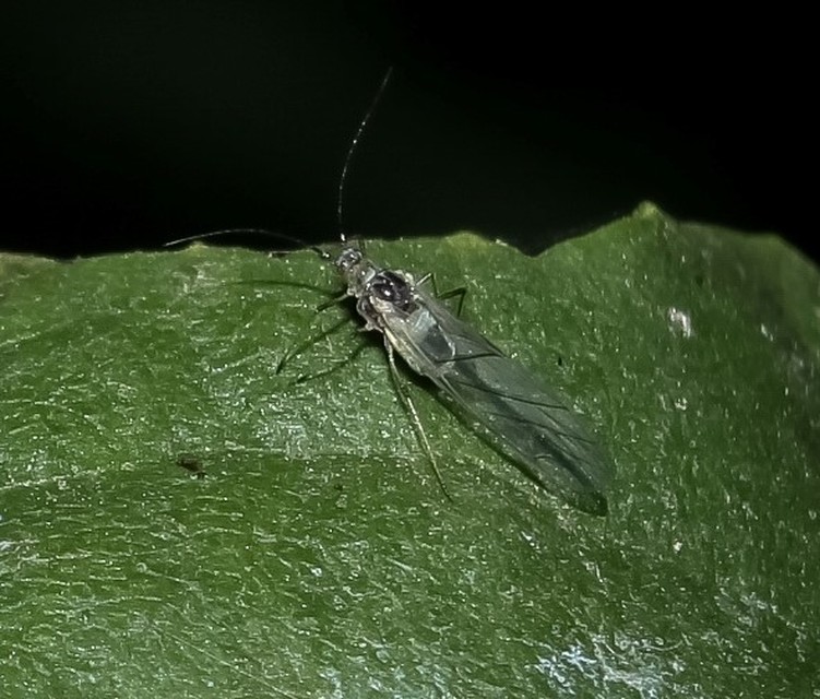 Aphididae - valódi levéltetvek