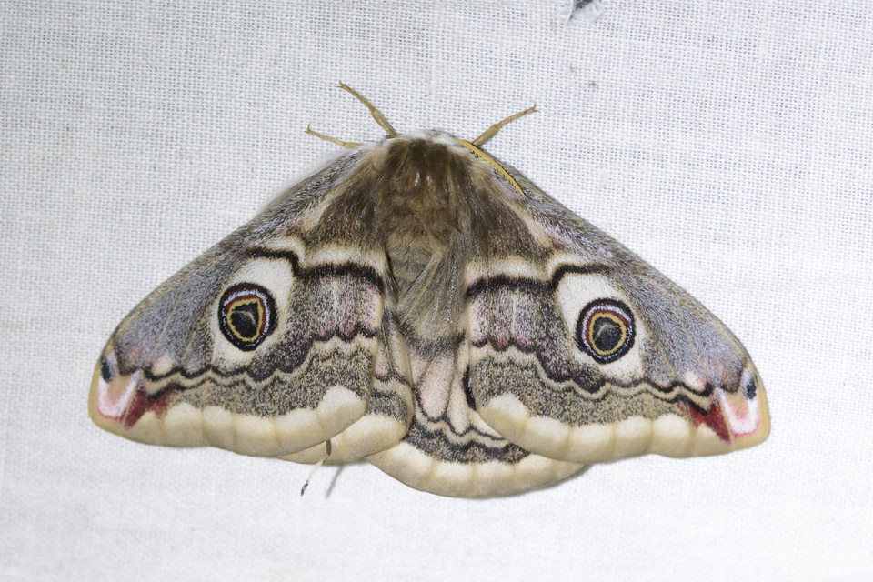 Saturnia pavoniella/pavonia