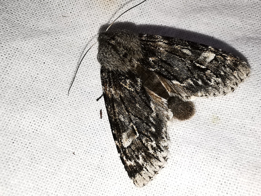 Brachionycha nubeculosa - zömök fésűsbagoly
