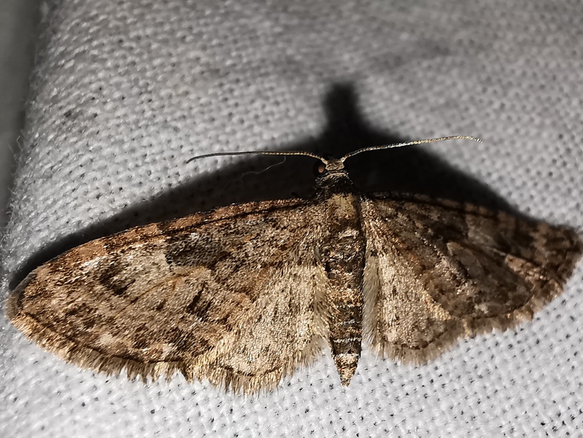 Eupithecia abbreviata - korai törpearaszoló