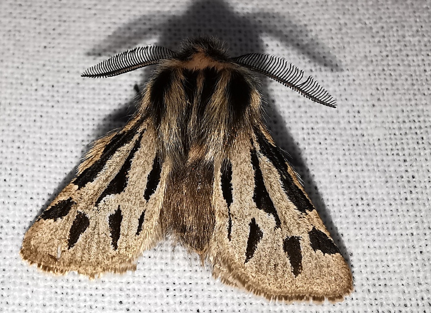 Ocnogyna parasita - csonkaszárnyú medvelepke