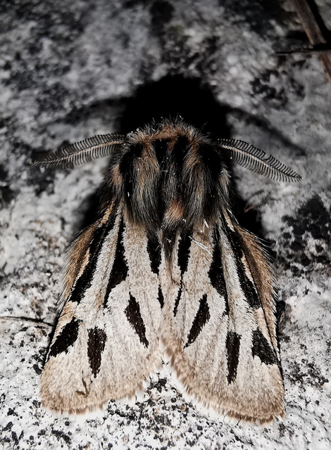 Ocnogyna parasita - csonkaszárnyú medvelepke