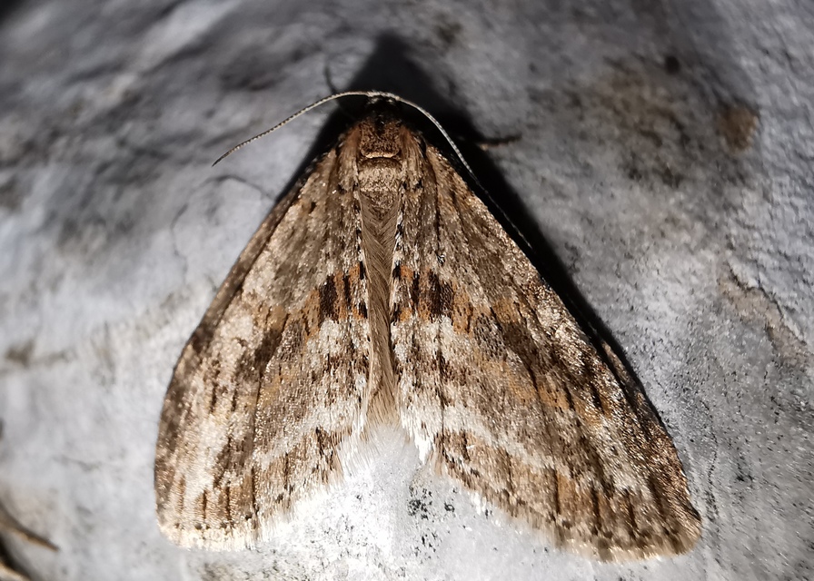 Trichopteryx polycommata - kőrisfa-lebenyesaraszoló