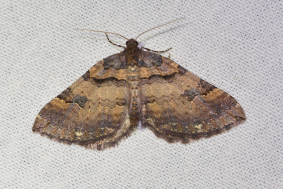 Earophila badiata - csipkerózsa-araszoló
