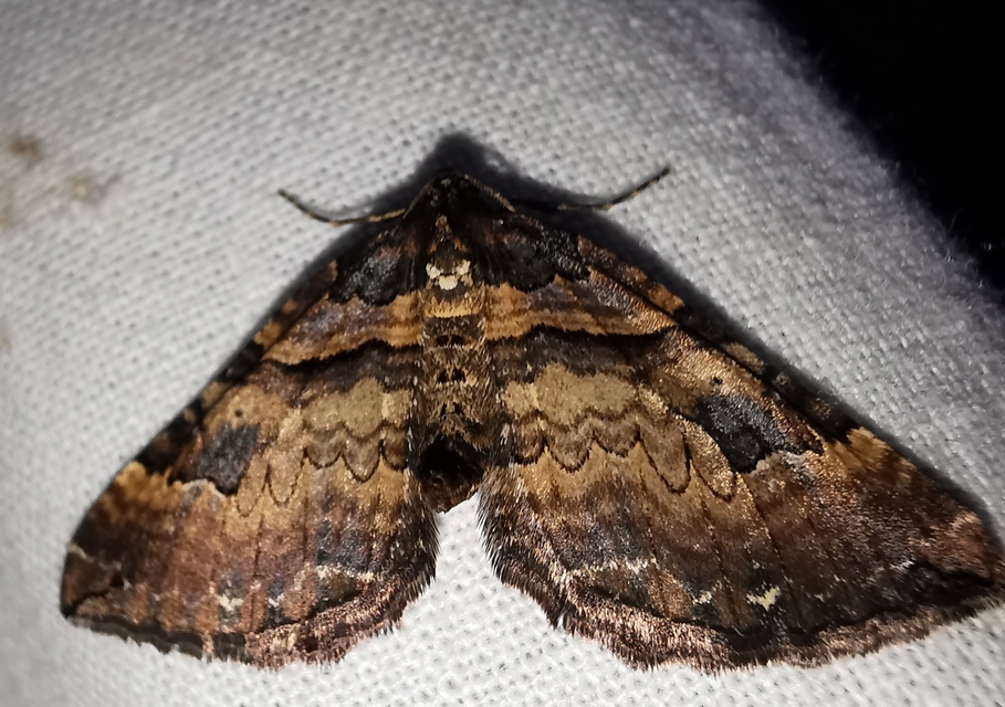 Earophila badiata - csipkerózsa-araszoló