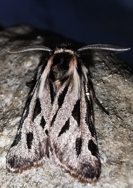 Ocnogyna parasita - csonkaszárnyú medvelepke