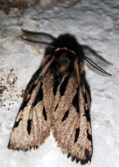 Ocnogyna parasita - csonkaszárnyú medvelepke