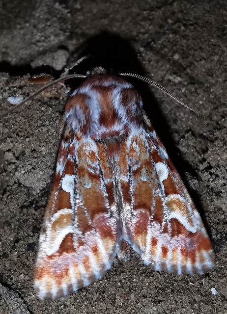 Panolis flammea - fenyőbagoly