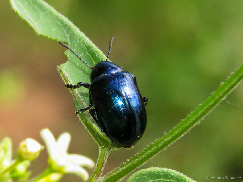Chrysochus asclepiadeus - tündöklő méreggyiloklevelész