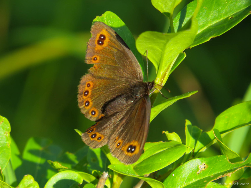 Erebia medusa - tavaszi szerecsenlepke