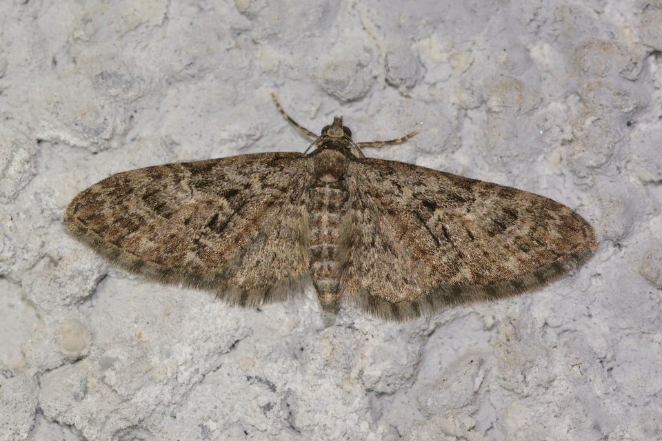 Eupithecia abbreviata - korai törpearaszoló