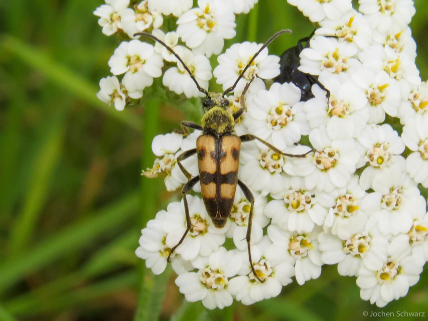 Pachytodes erraticus - rajzos virágcincér