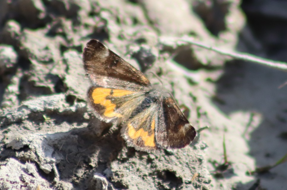 Boudinotiana notha - vörhenyes nappaliaraszoló