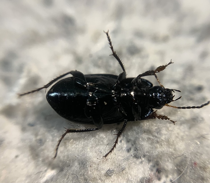 Amara similata - gyakori közfutó Amara similata - gyakori közfutó
