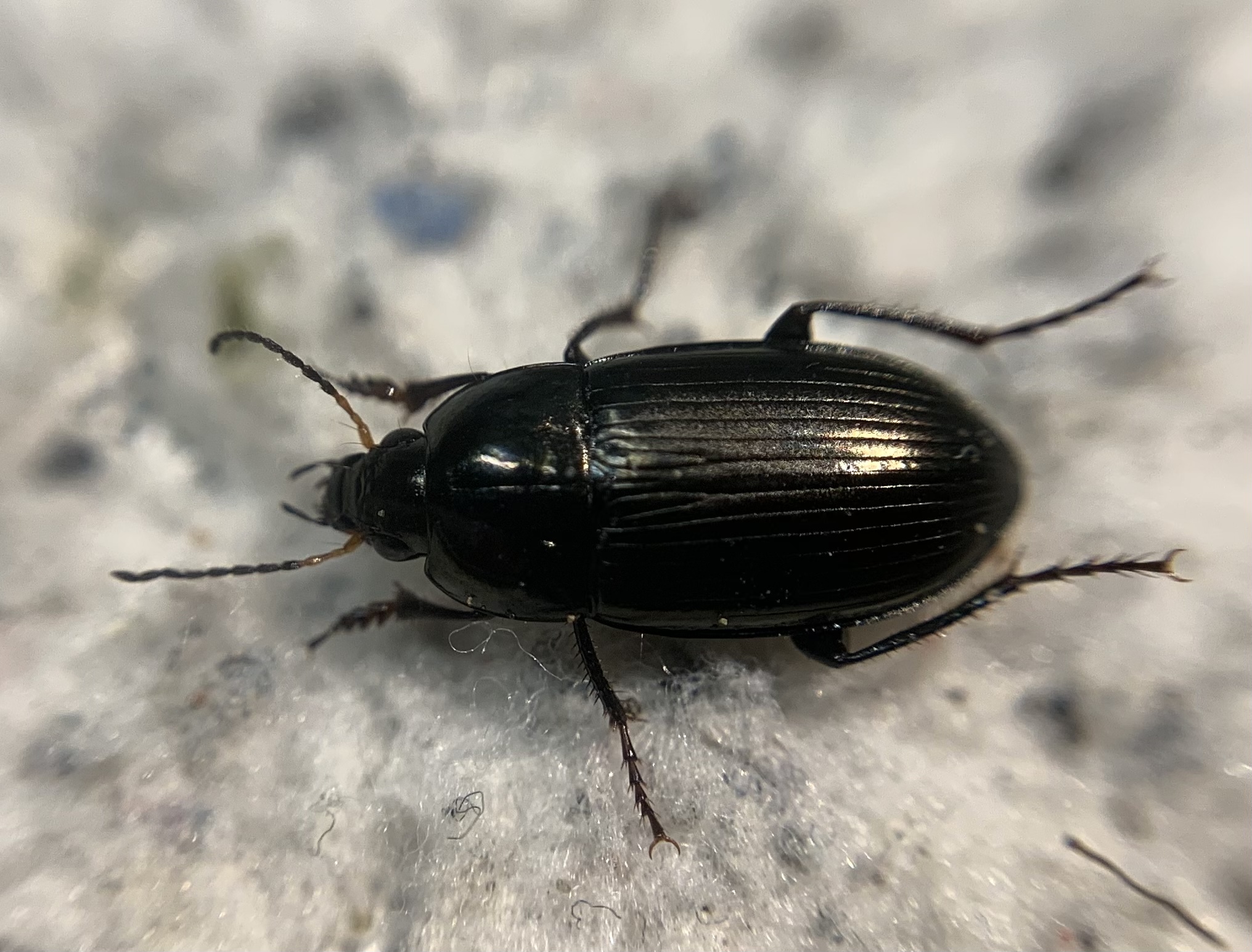 Amara similata - gyakori közfutó