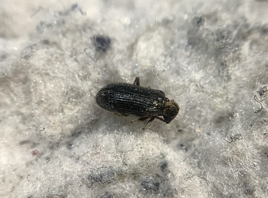 Dignomus nitidus - fényes tolvajbogár
