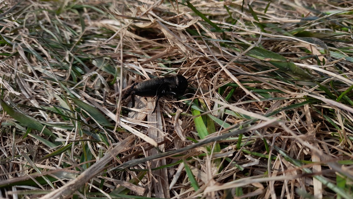 Gryllus campestris - mezei tücsök