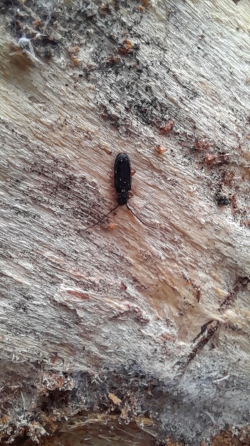 Uleiota planatus - hosszúcsápú fogasnyakú-lapbogár