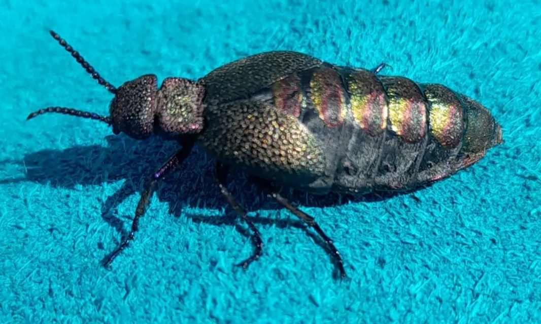 Meloe variegatus - pompás nünüke
