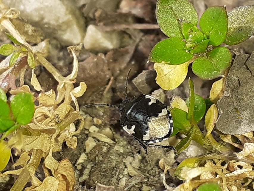 Tritomegas bicolor - foltos földipoloska